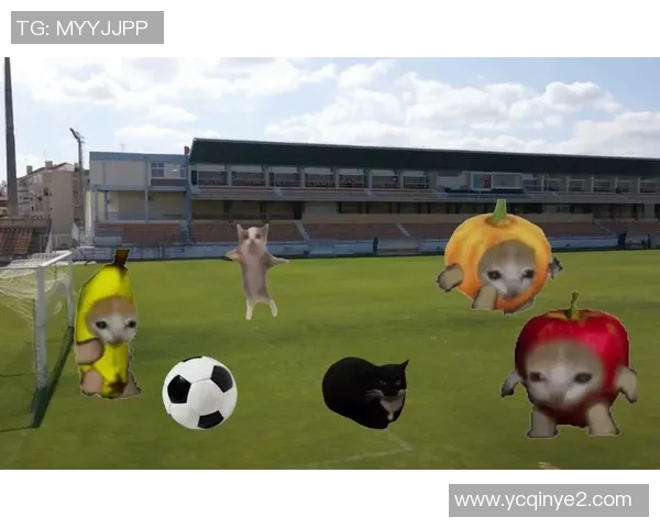 小猫足球明星背后的故事与成长历程揭秘